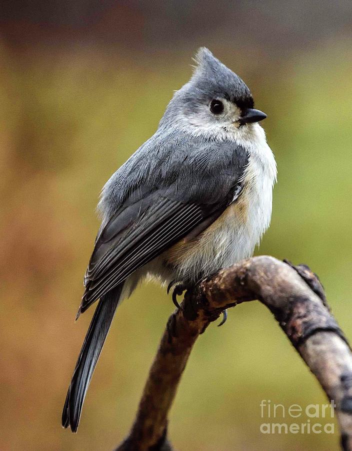 Irresistibly Cute Tufted Titmouse Photograph by Cindy Treger