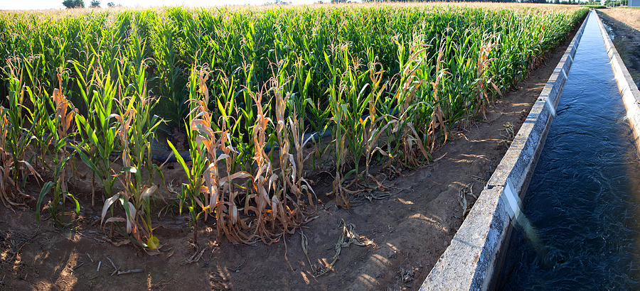 Irrigation canal on corn field Photograph by WHPics