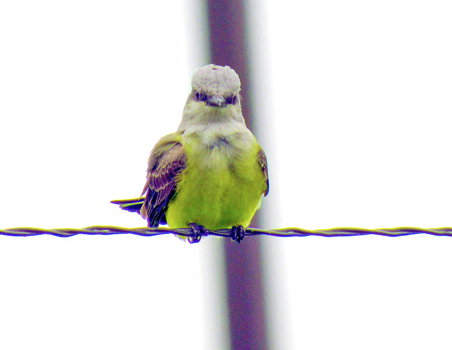 Irritated Tropical Kingbird Photograph by Amy Hosp