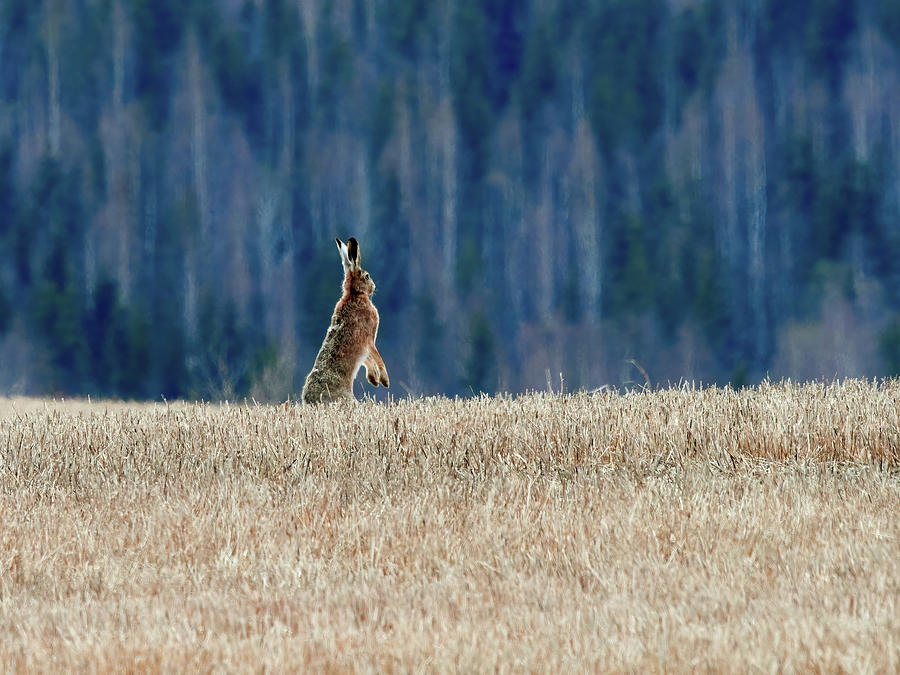 Is it safe here. European hare Photograph by Jouko Lehto