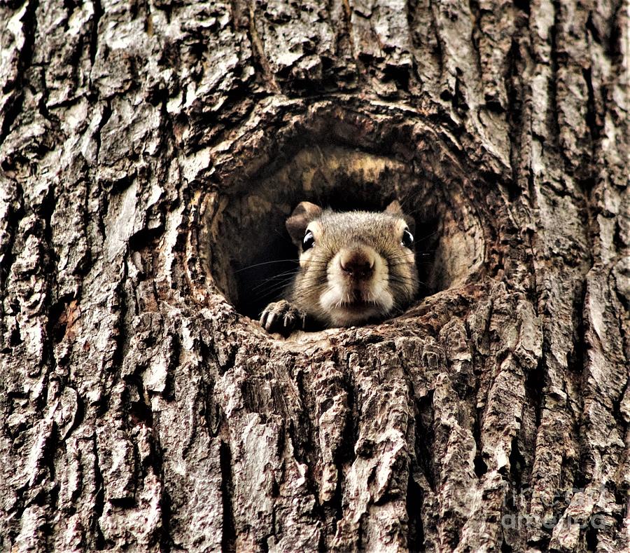 Is It Safe to Come Out? Photograph by Charlene Adler