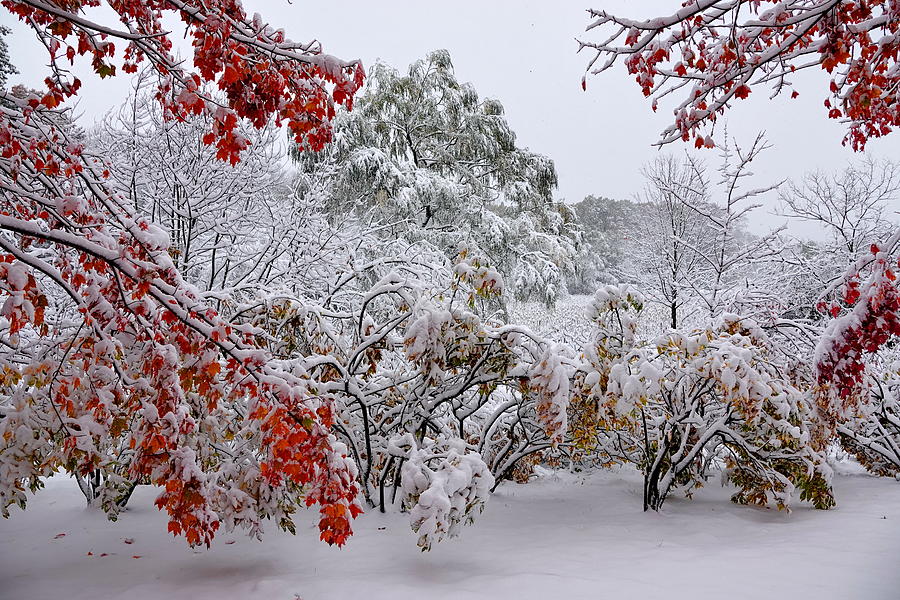 Is it Winter or Still Autumn? Photograph by Lyuba Filatova