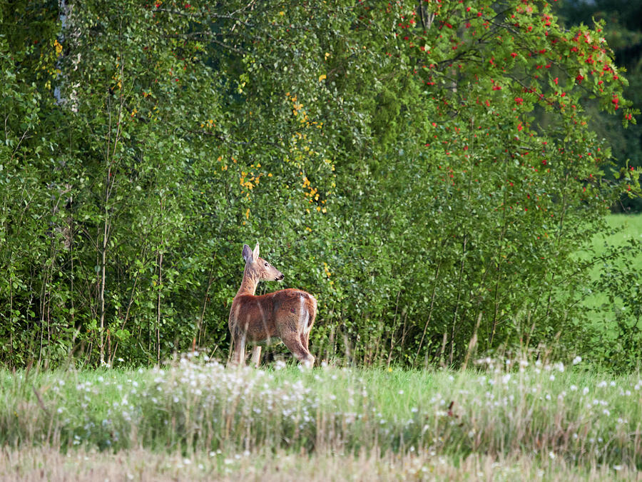 Is the field greener there. White-tailed deer Photograph by Jouko Lehto