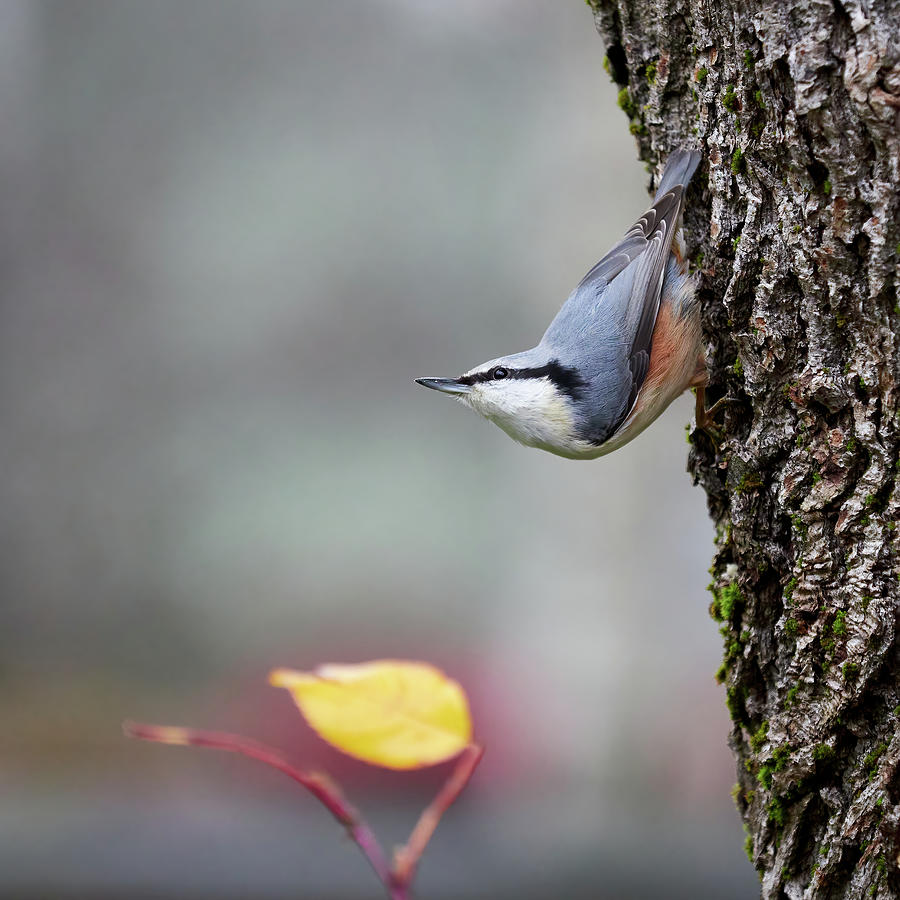 Is the winter coming. Eurasian nuthatch Photograph by Jouko Lehto