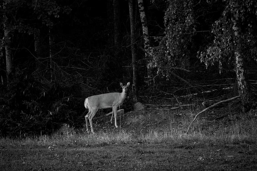 Is there a danger or not. White-tailed deer bw Photograph by Jouko Lehto