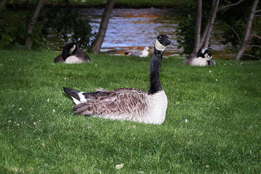 Is There Something To Worry About. Canada Goose Photograph
