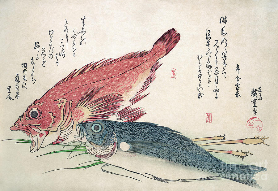 Isaki and Kasago Fish Drawing by Utagawa Hiroshige