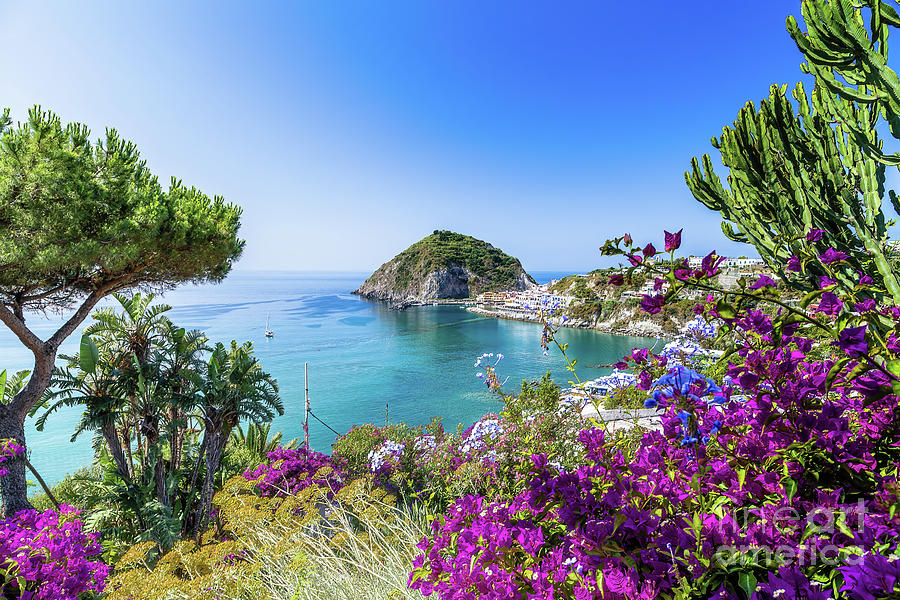 Ischia and Bougainvillea glabra in Italy sharp Photograph by Vivida Photo PC