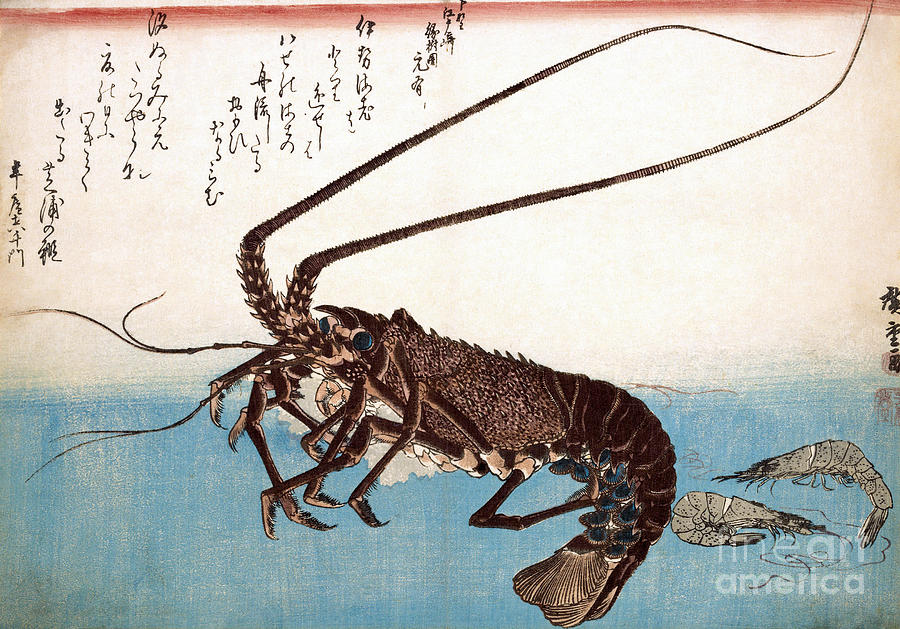 Ise-ebi and Shiba-ebi Drawing by Utagawa Hiroshige