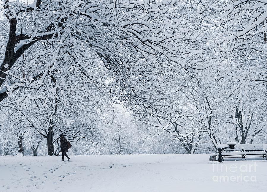 Isham Park, Snow Photograph by Cole Thompson