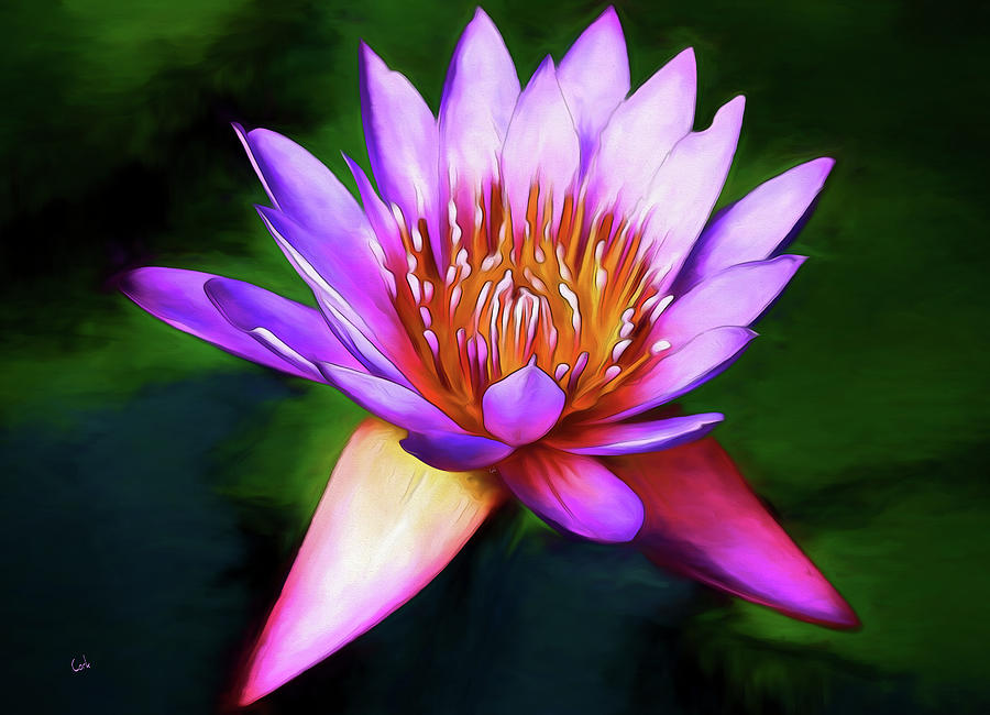 Pink Lily Digital Art by Terry Cork