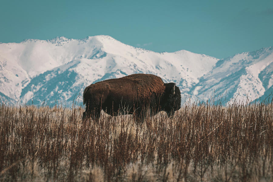 Island Bison Photograph by Brian Anderson Island Bison Photograph by Brian Anderson