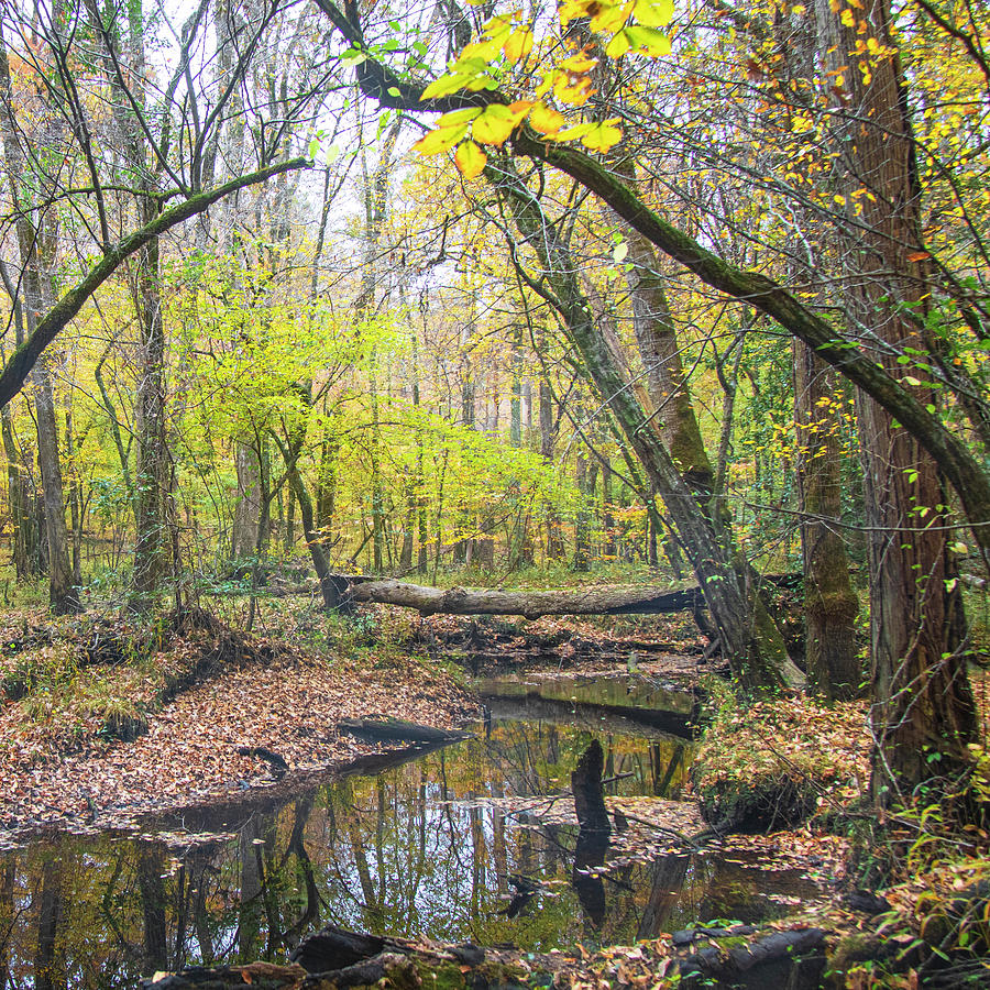 Island Creek in the Croatan National Forest Photograph by Bob Decker