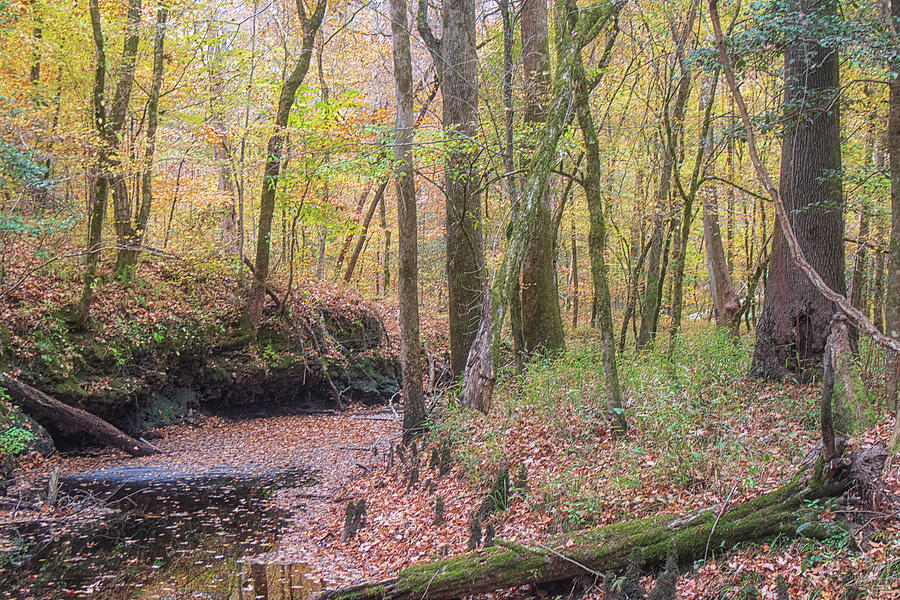 Island Creek Trail - November 2021 Photograph by Bob Decker