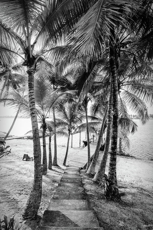 Island Dock Under Palms  Black and White Photograph by Debra and Dave Vanderlaan