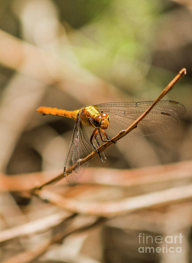 Island dragonfly Photograph by Jorgo Photography