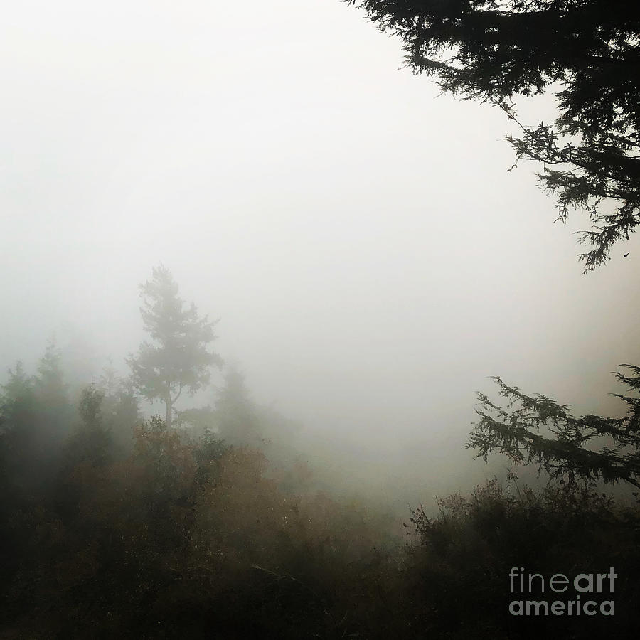 Island Fog Photograph by William Wyckoff