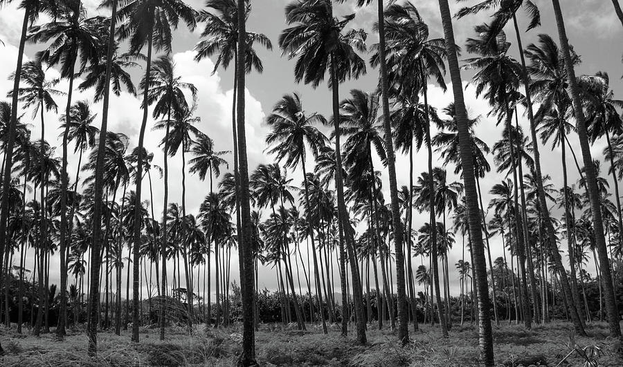 Palms Photograph - Island Forest by Tony Spencer