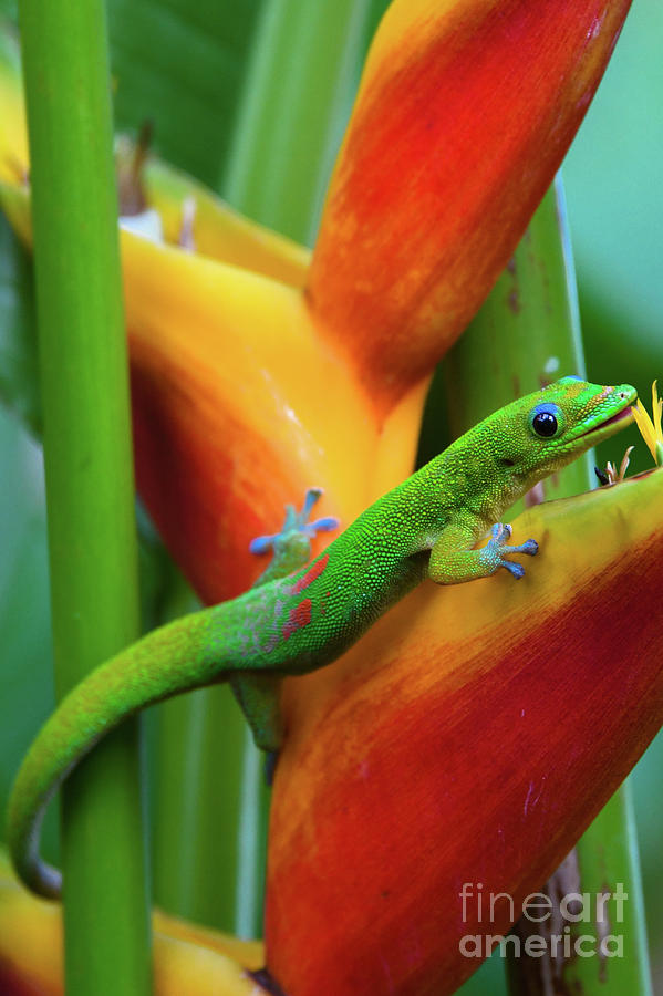 Maui Island Gecko  Photograph by Kelly Wade