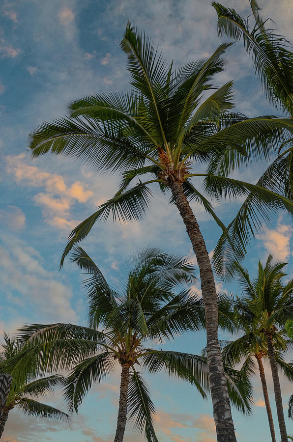 Island Morning Palms Photograph