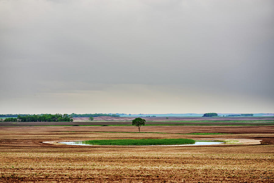 Island Oasis On The Prairie -  A Slough With Lone Tree In Vast Prairie Of North Dakota Photograph