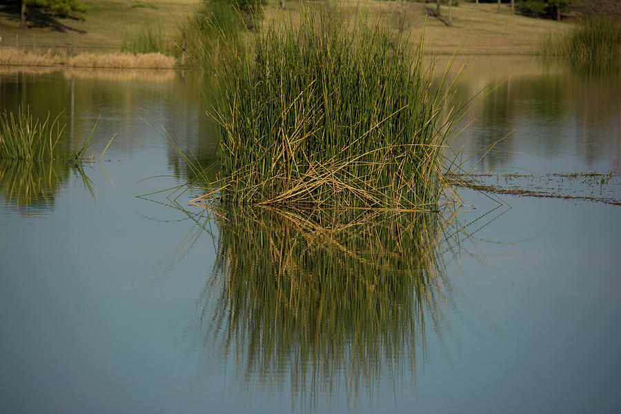 Island of Grass in the lake Photograph by Brigitta Diaz - Fine Art America