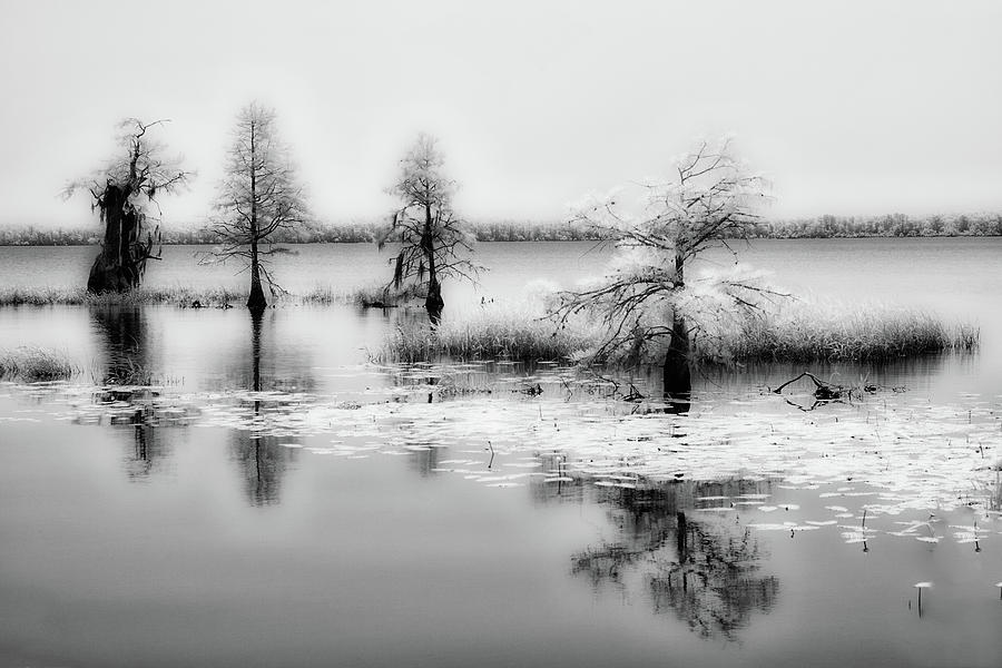 Island of Trees on the Great Lake bw Photograph by Dan Carmichael