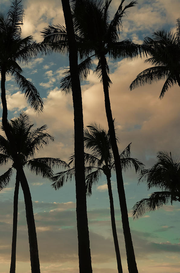 Island Palm Sunrise Photograph