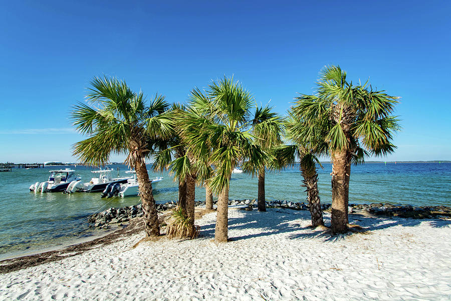 Island Palm Trees and Boats, Pensacola Beach, Florida Photograph by Beachtown Views
