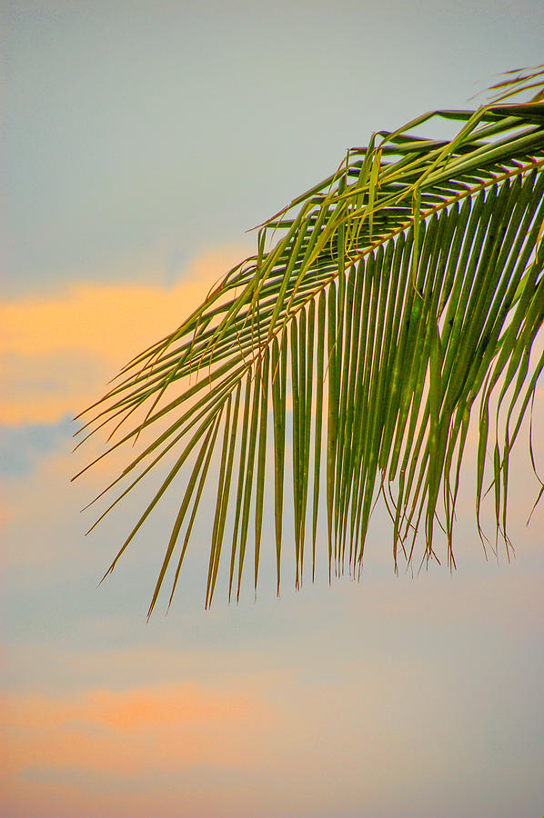 Island Sunset Palm Photograph
