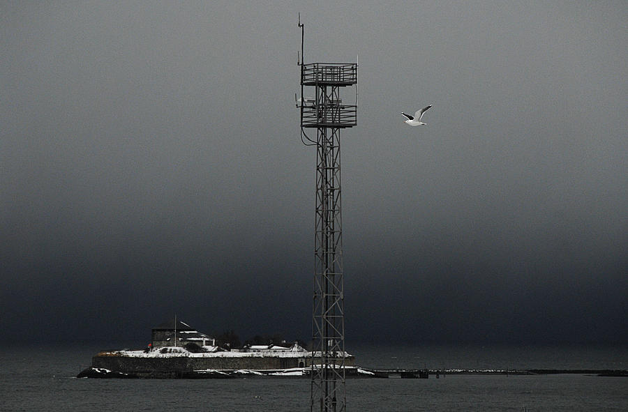 Seagull Pyrography - Island by Turid Bjornsen