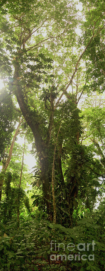 Isle De Los Micos Forest Photograph by Cassandra Buckley