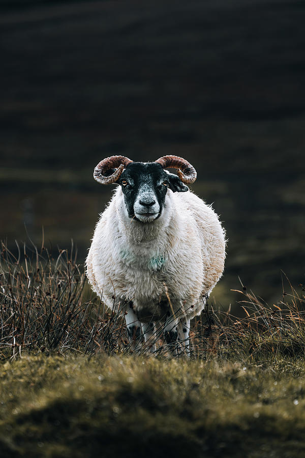 Isle of Skye Sheep Photograph by Danielle Hamm - Fine Art America