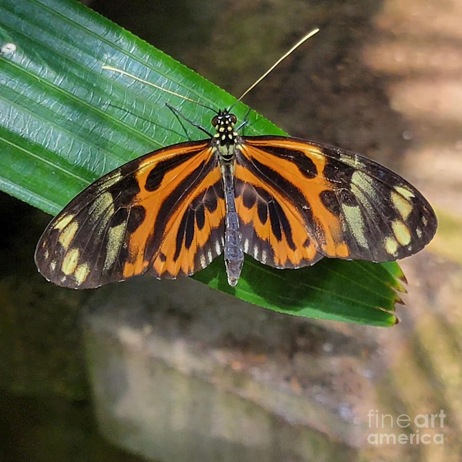 Ismenius Tiger Butterfly  Photograph by Donna Brown