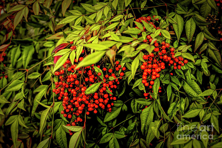 Isnt That The Berries? Photograph by Jon Burch Photography