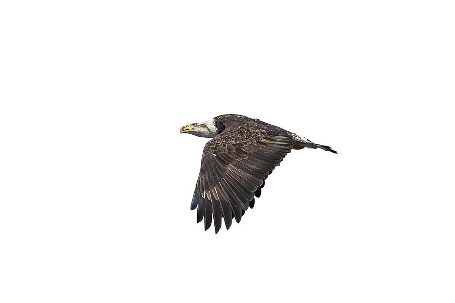 Isolated Bald Eagle 2019-12 Photograph