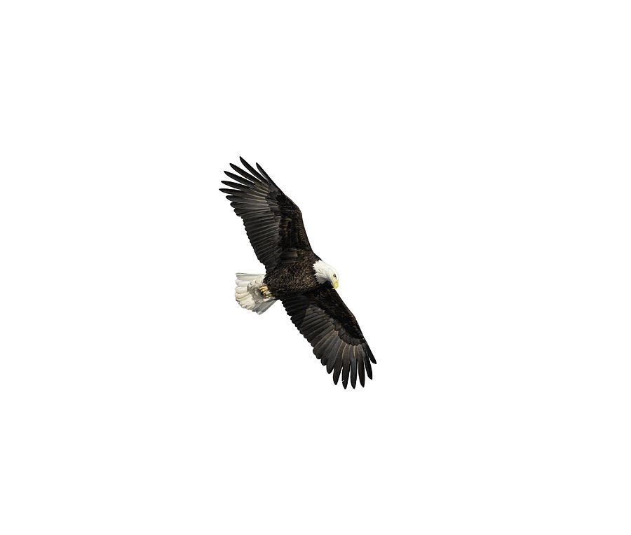 Isolated Bald Eagle 2019-14 Photograph by Thomas Young