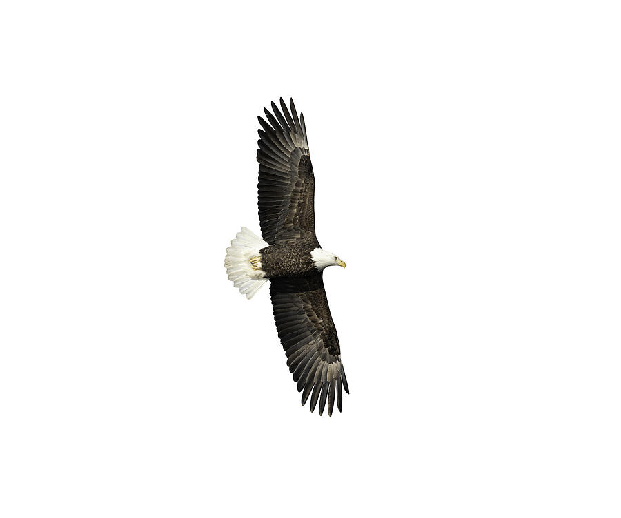 Isolated Bald Eagle 2019-15 Photograph by Thomas Young