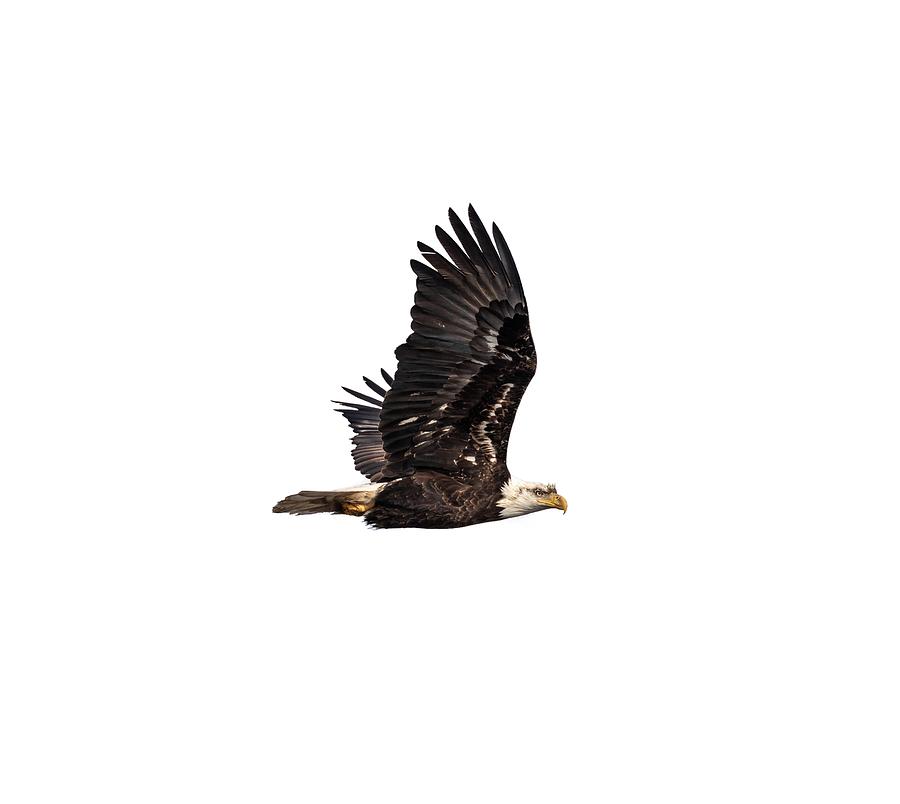 Isolated Bald Eagle 2019-3A Photograph by Thomas Young