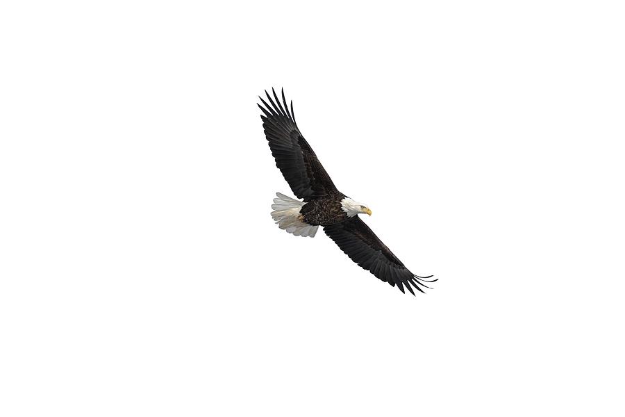 Eagle Photograph - Isolated Bald Eagle 2019-4 by Thomas Young