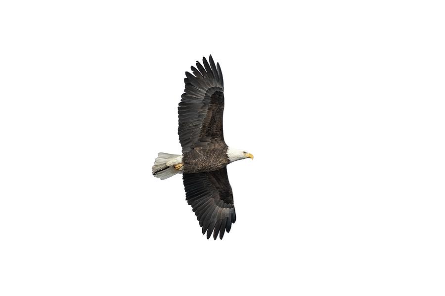 Isolated Bald Eagle 2019-6 Photograph by Thomas Young