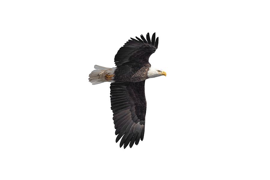 Isolated Bald Eagle 2019-7 Photograph by Thomas Young
