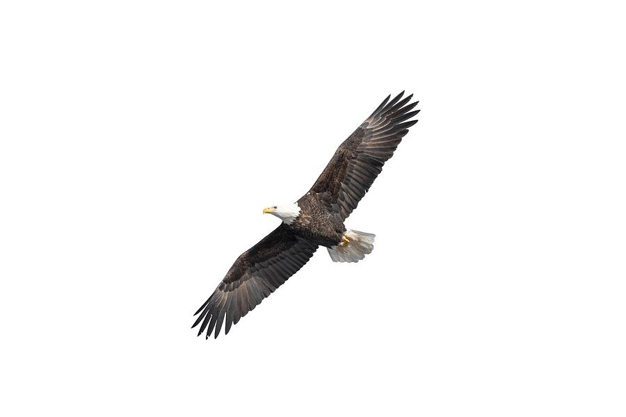 Isolated Bald Eagle 2019-8 A Photograph by Thomas Young