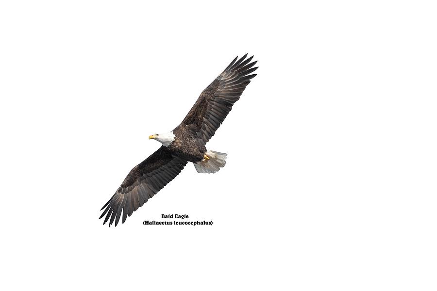 Isolated Bald Eagle 2019-8 B Photograph by Thomas Young