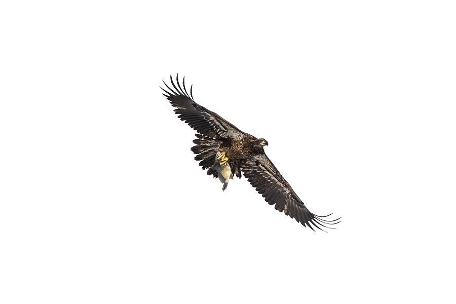 Isolated Bald Eagle 2019-9 Photograph by Thomas Young