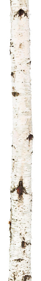 Isolated birch trunk Photograph by Dimuse