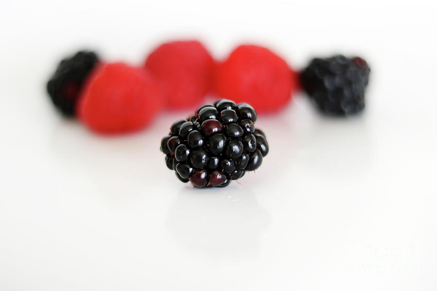 Isolated Blackberry with Red Raspberries and Blackberries in Background 7305 Photograph by Jack Schultz