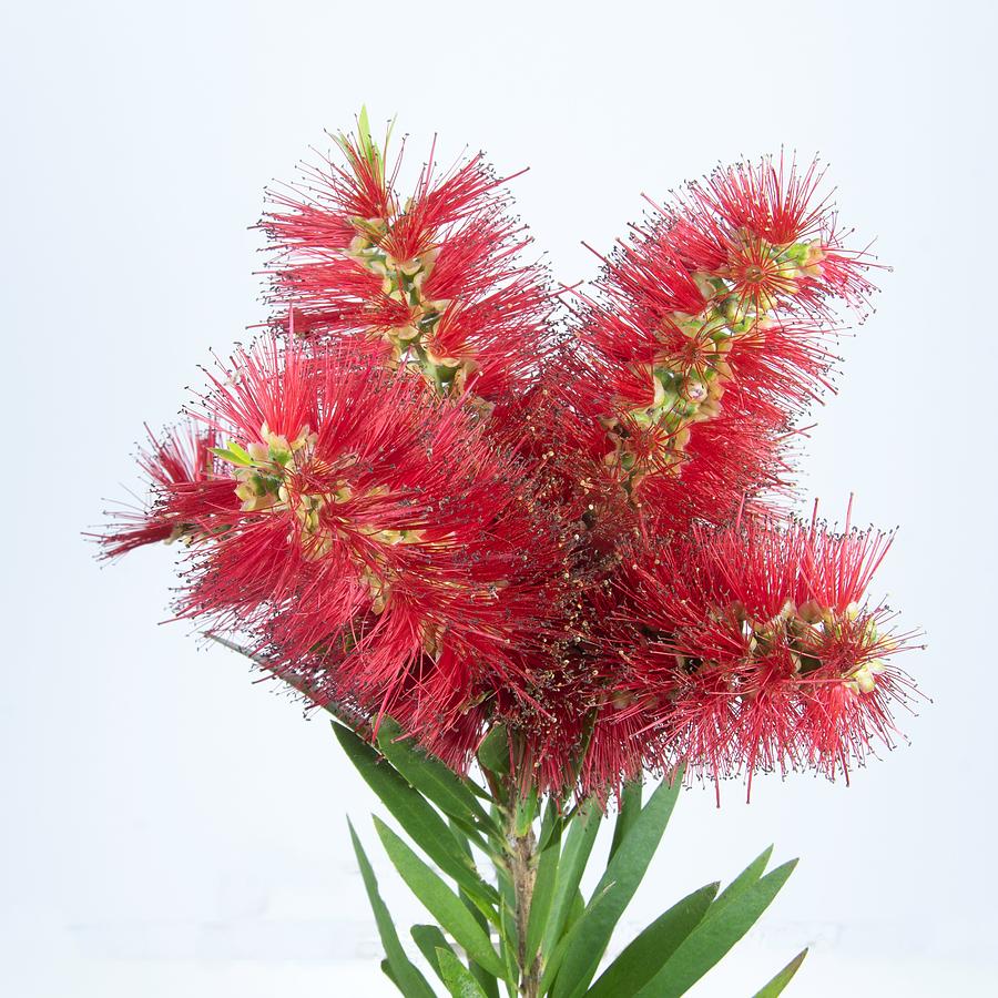 Isolated Bouquet of Red Bottlebrush flowers. Photograph by Geoff Childs