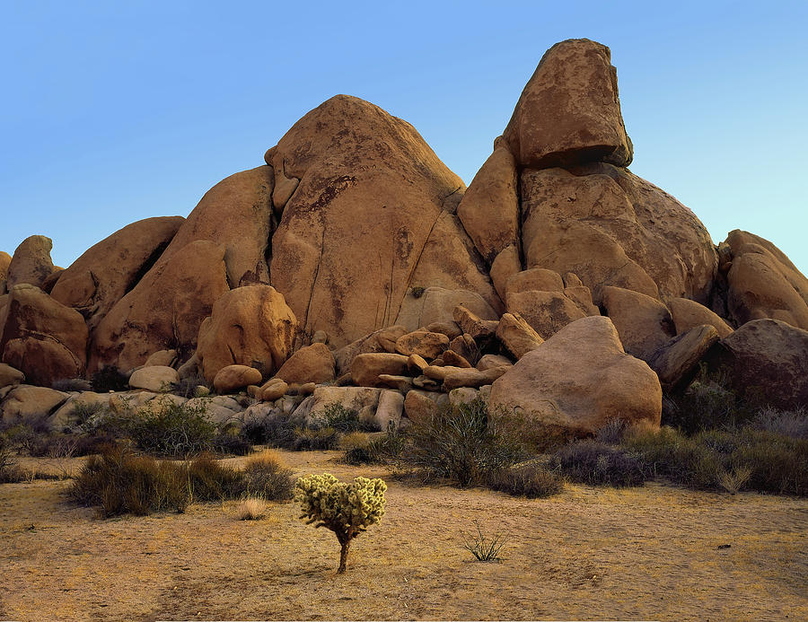 Desert Photograph - Isolated Buckhorn Cholla Cactus by Paul Breitkreuz
