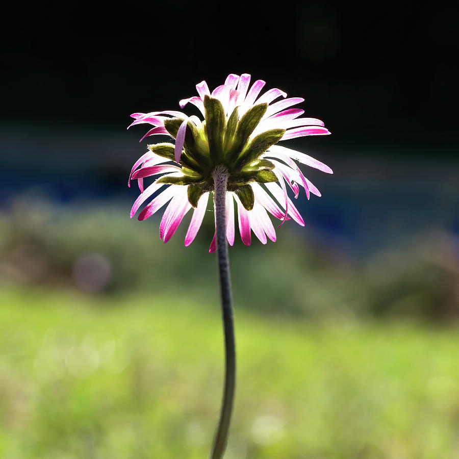 Isolated daisy blooming Photograph by Jean-Luc Farges